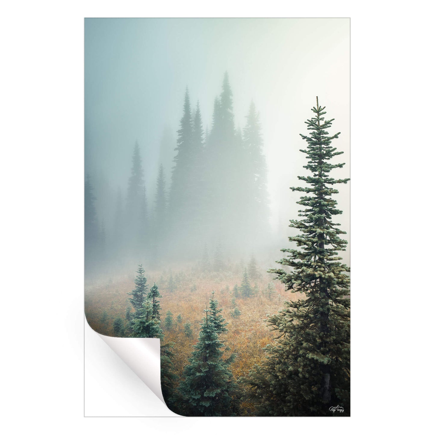 Misty Woods
