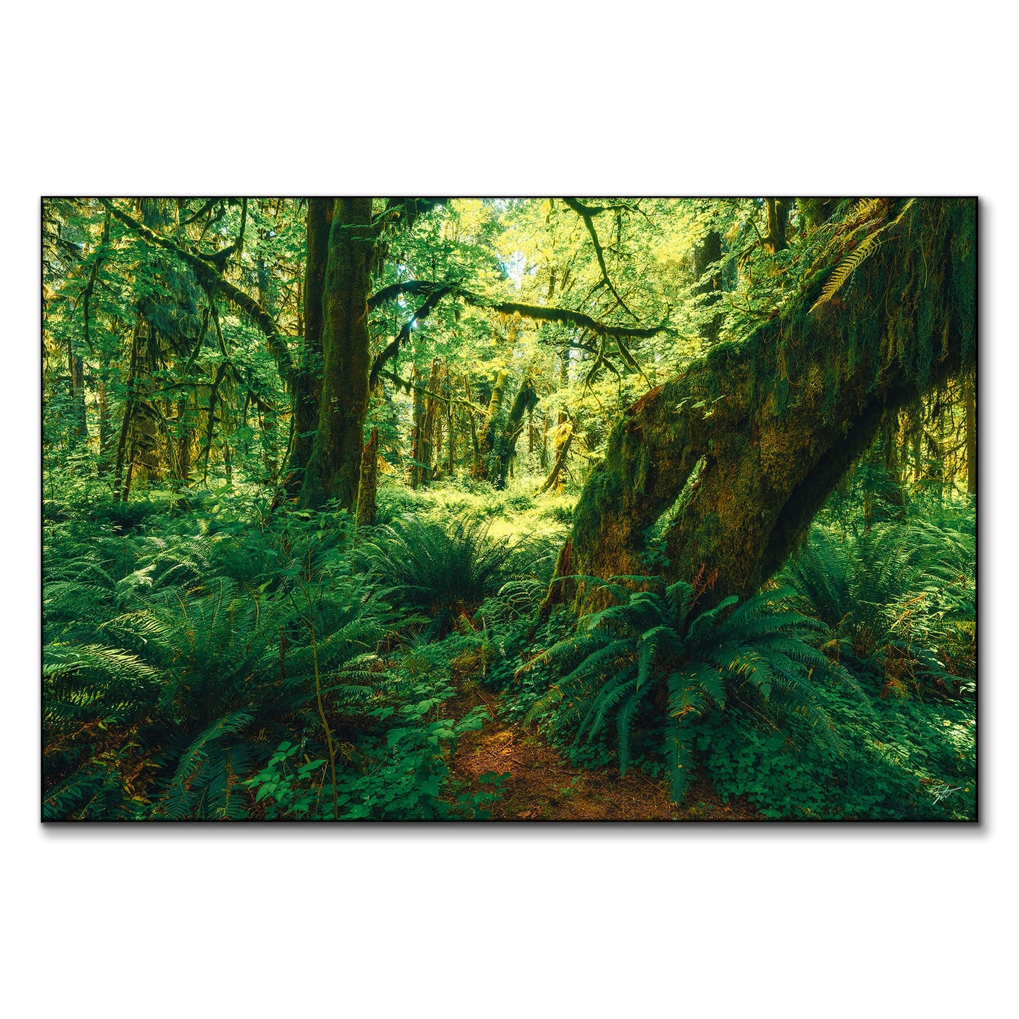 The Ancient Grove