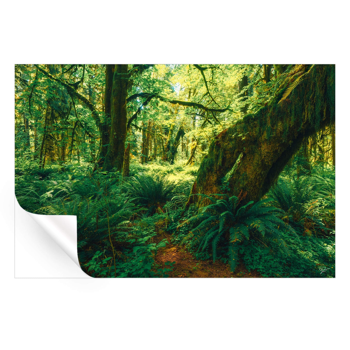 The Ancient Grove