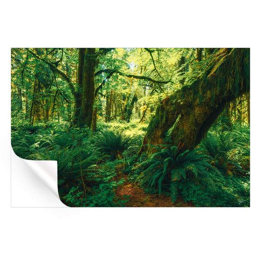 The Ancient Grove