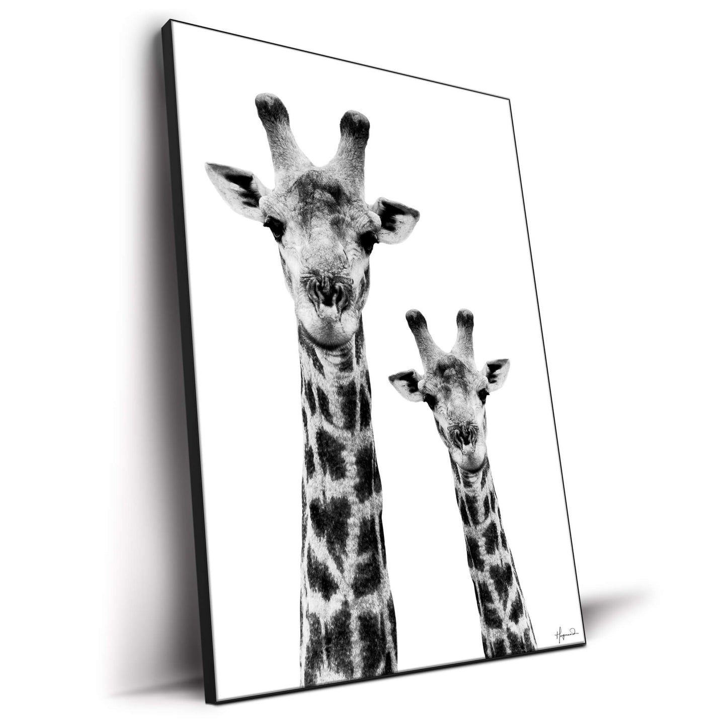Giraffe and Baby White Edition