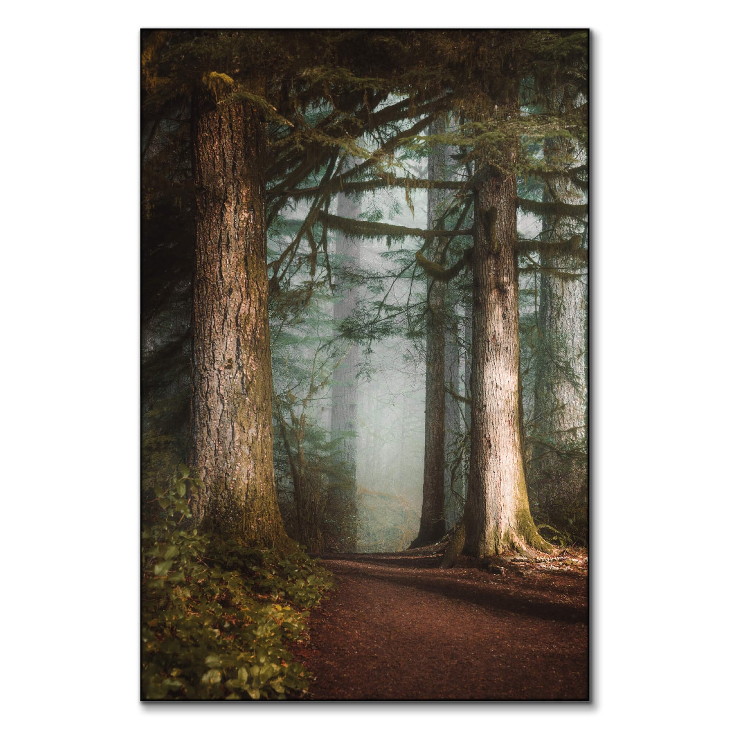 Walk in the Woods