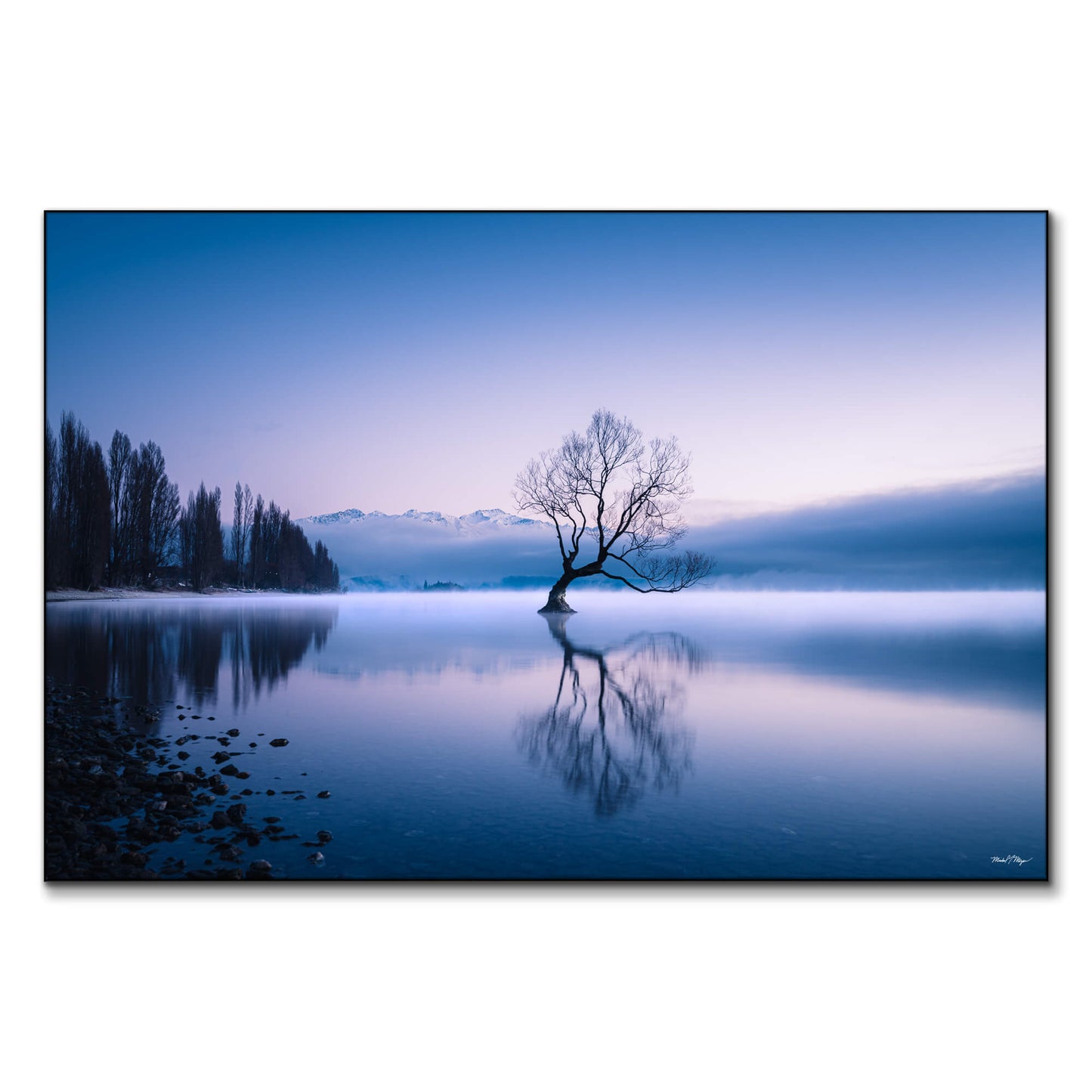 Wanaka Tree