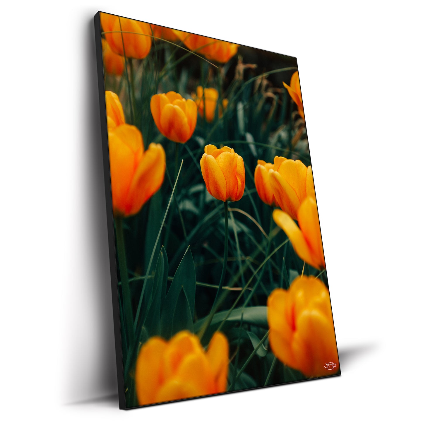 Tulips