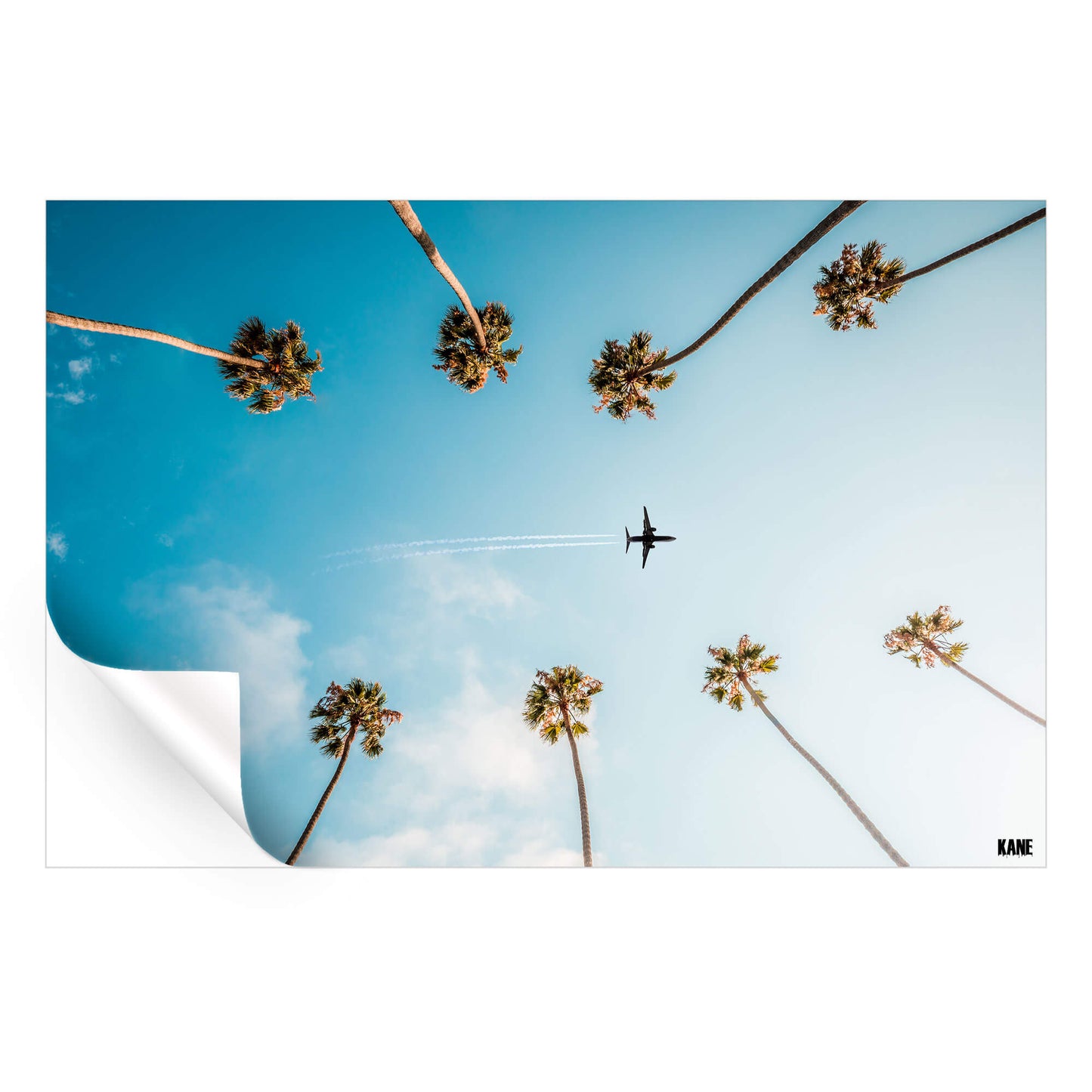 Palm Flight