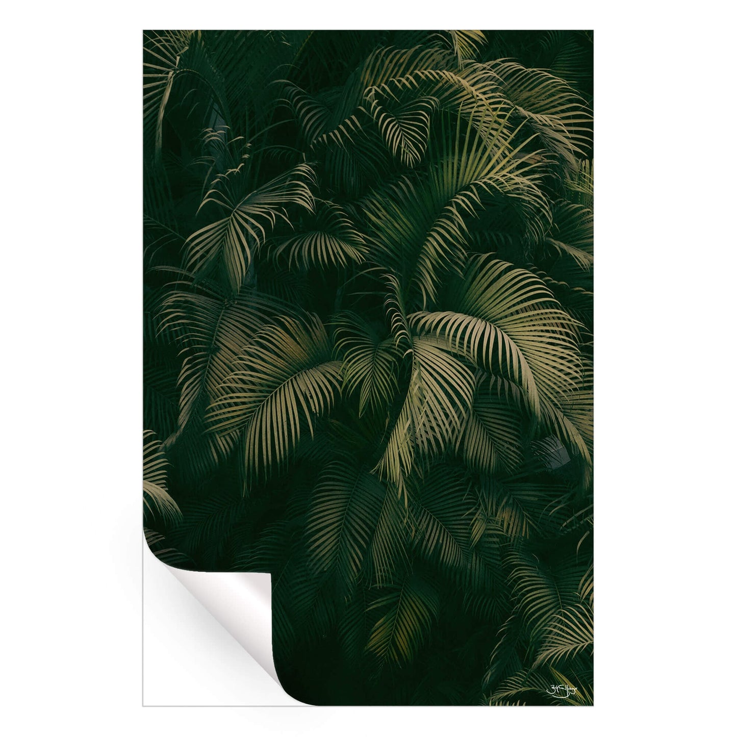 Palm Forest