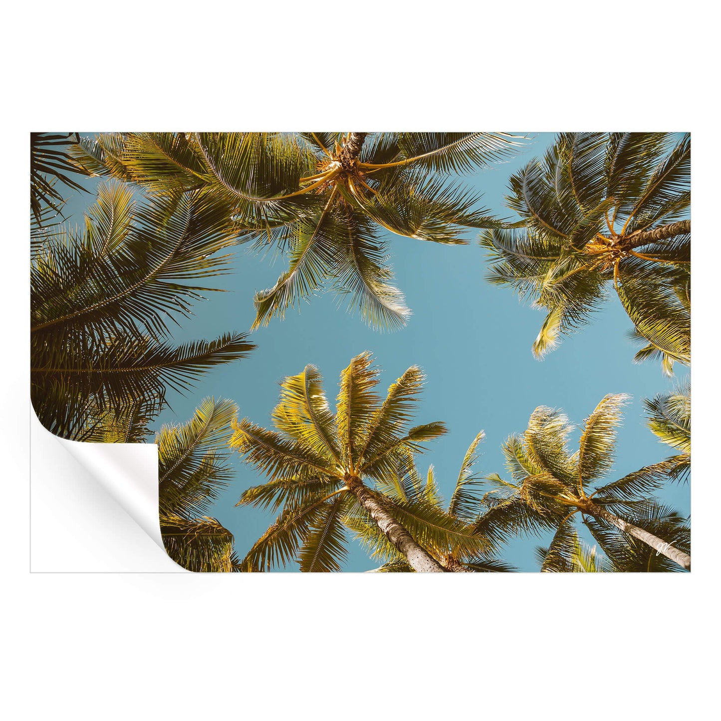 Palm Party