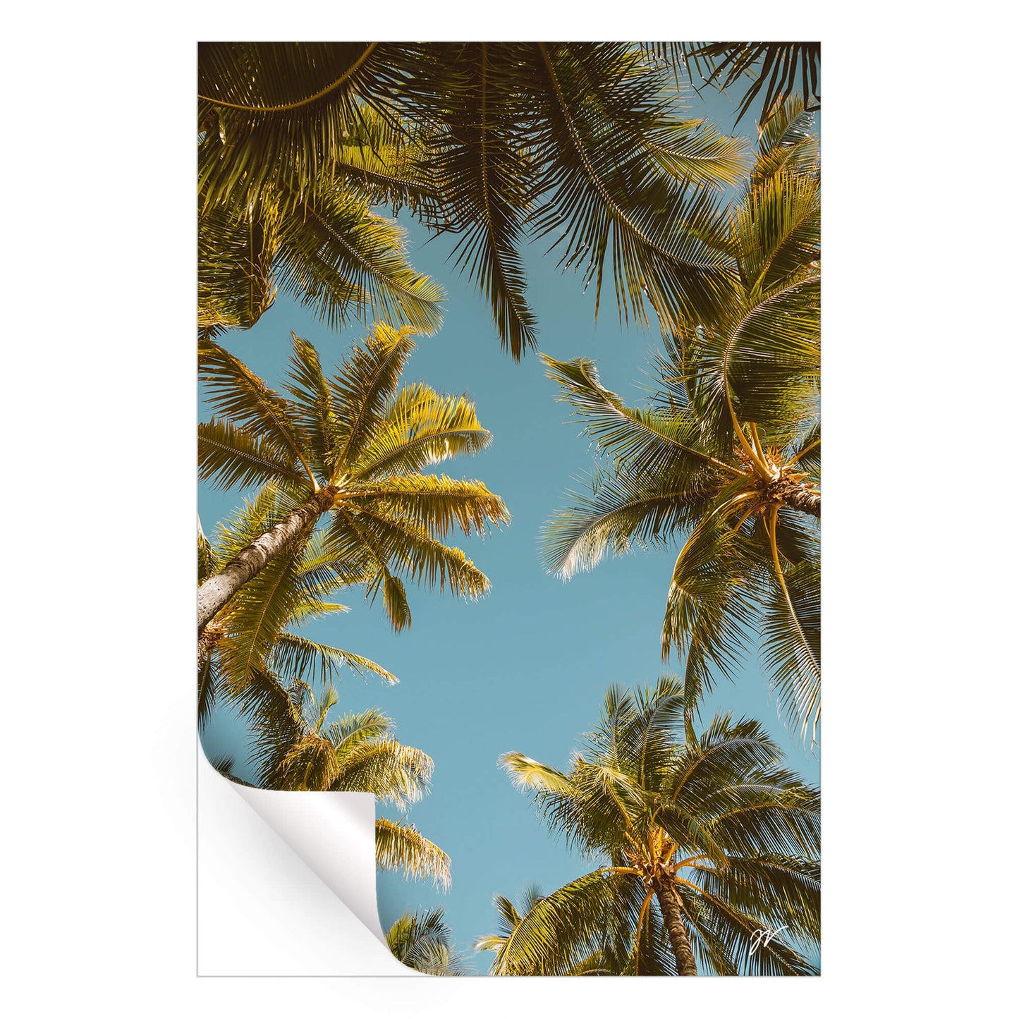 Palm Tree Sky