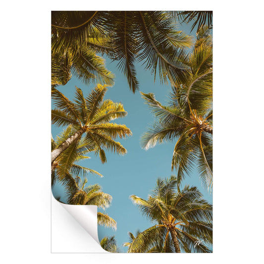 Palm Tree Sky