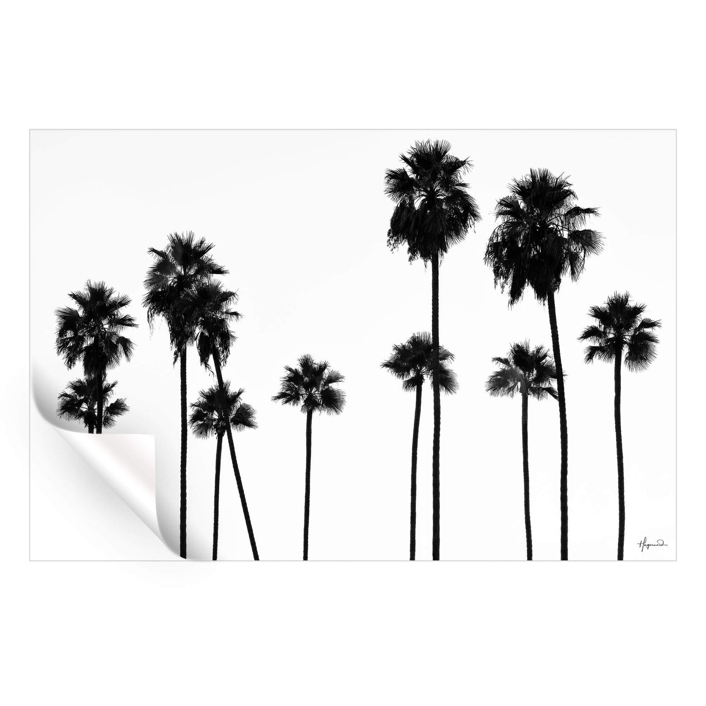 Palm Trees LA