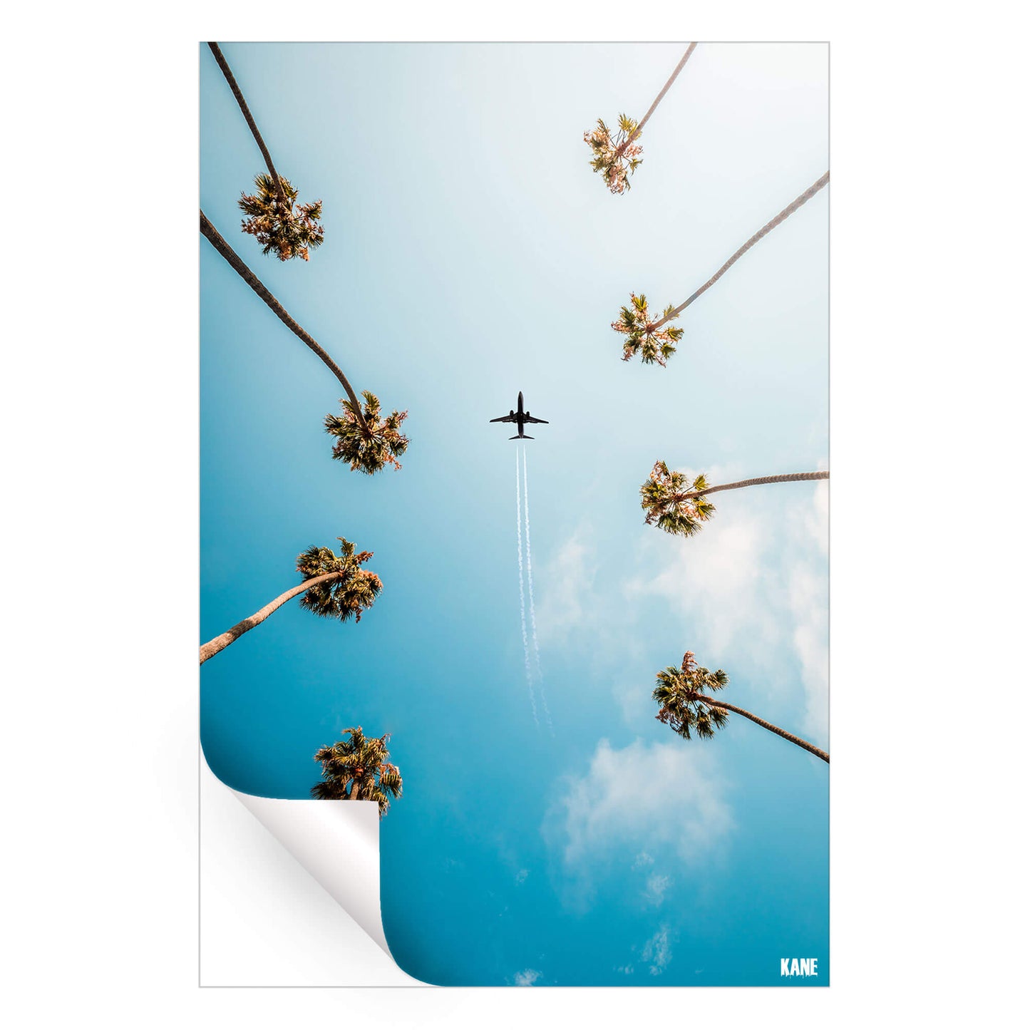 Palm Trees