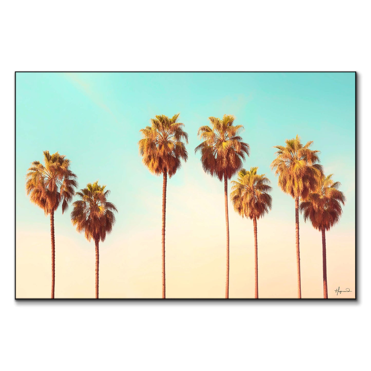 Hollywood Palms