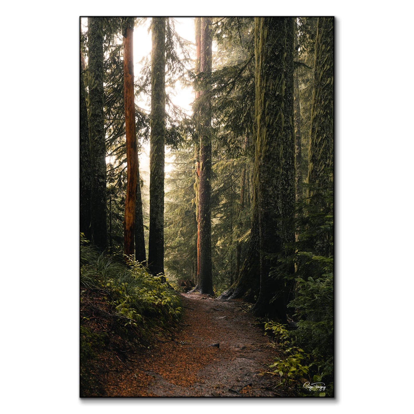 Morning Stroll