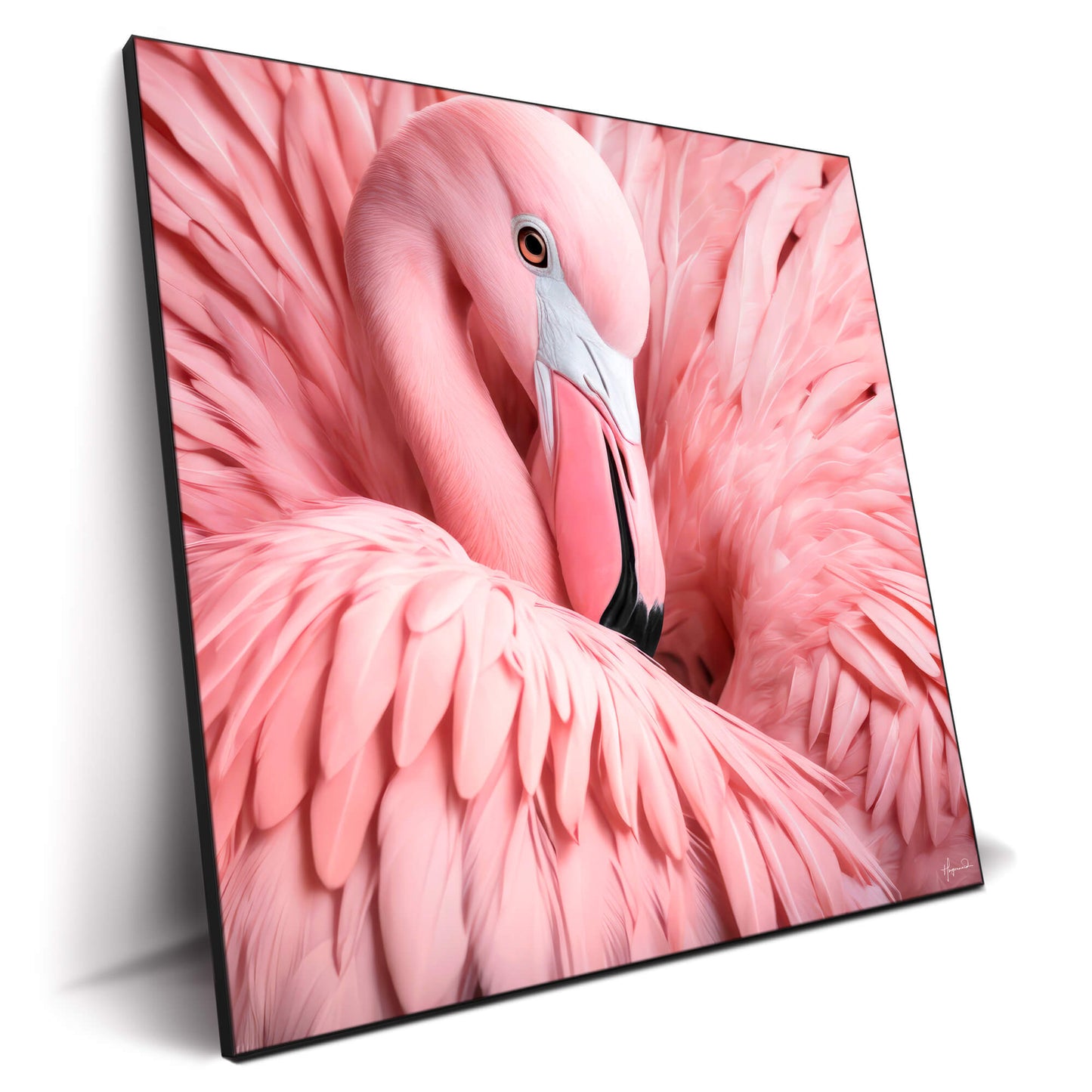 Between the Pink Feathers