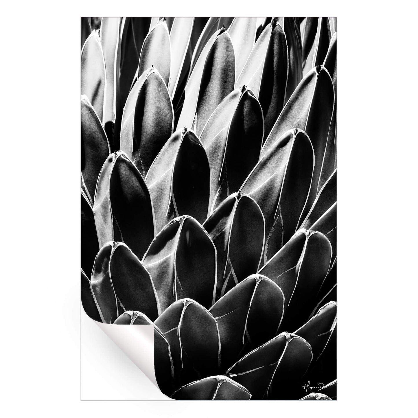 Queen Victoria Agave