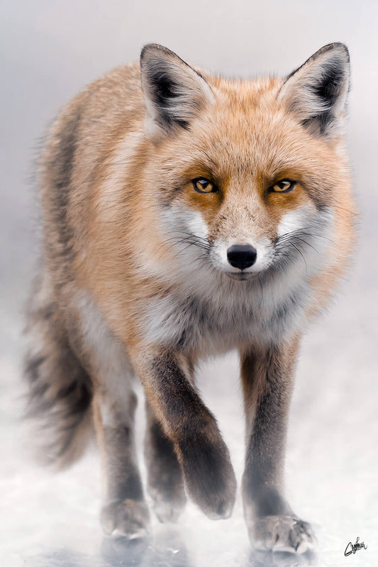Fox Hunter