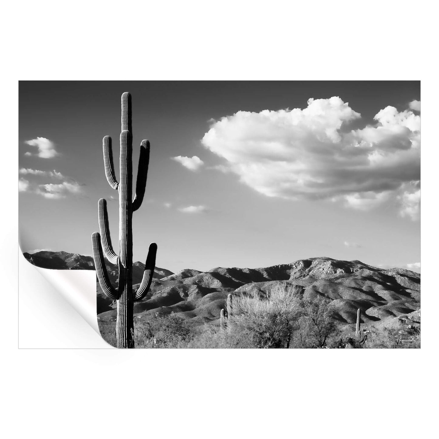 Saguaro Cactus Sunrise