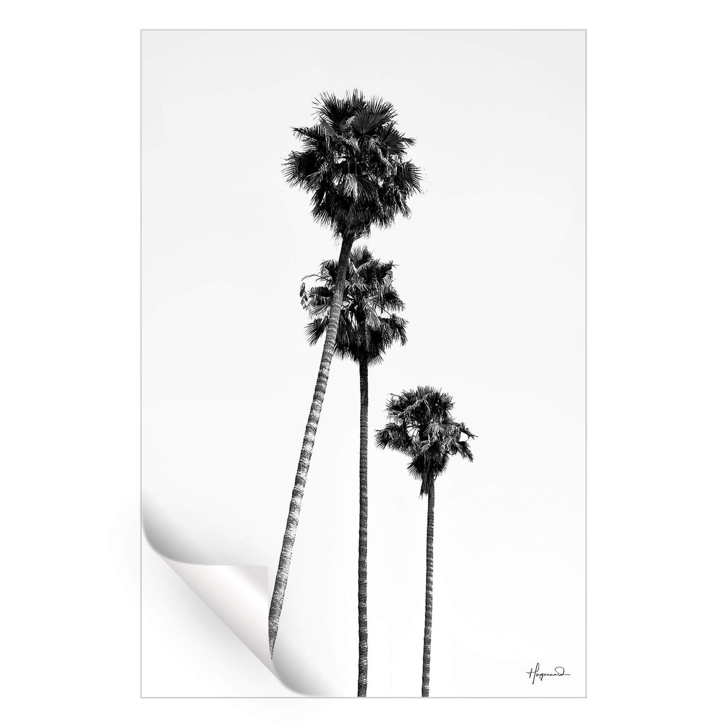 SoCal Palm Trees