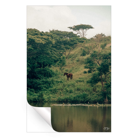 Wild Horses
