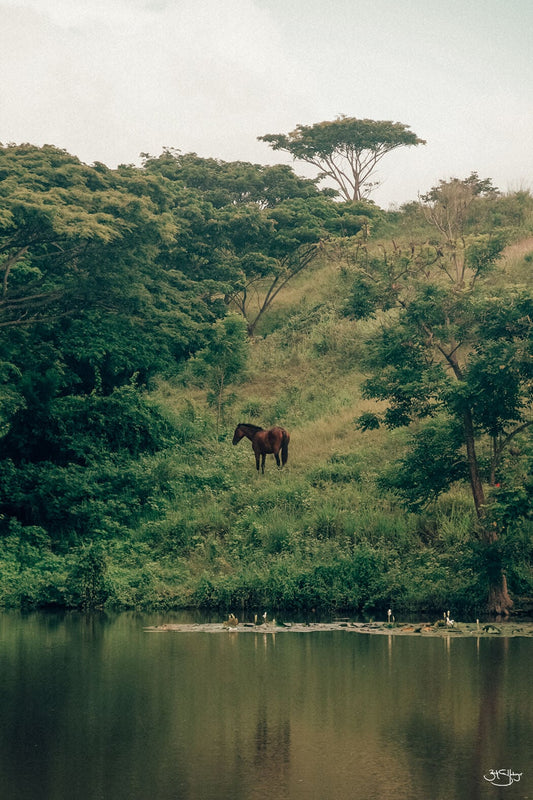 Wild Horses