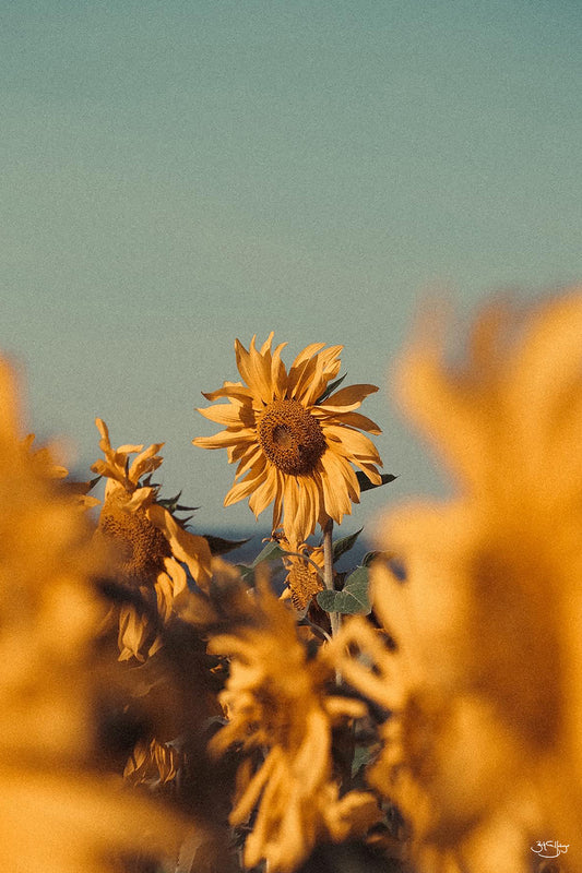 Oregon Sun