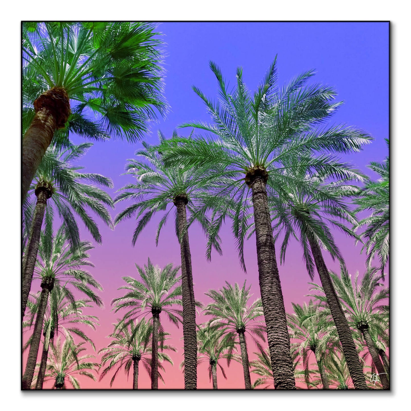 Desert Sun