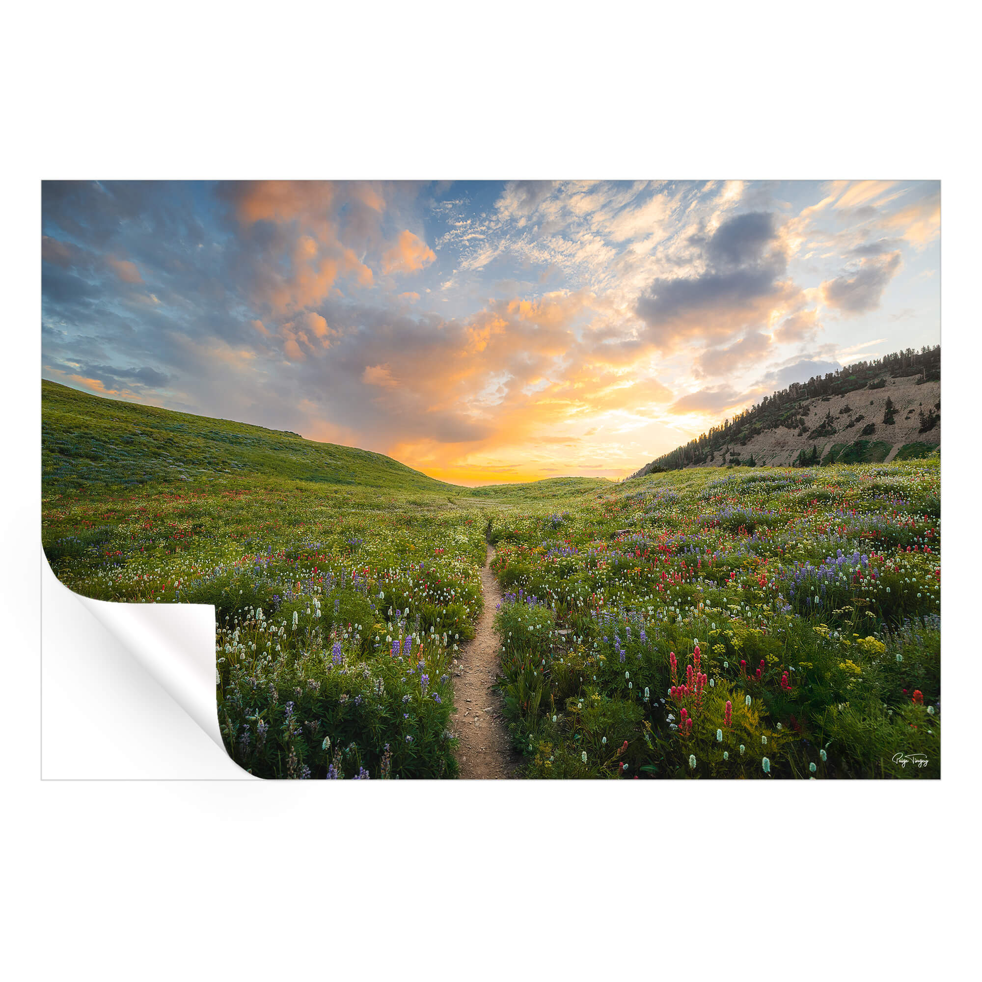 Sunset Wildflower Meadow | BIG Wall Décor