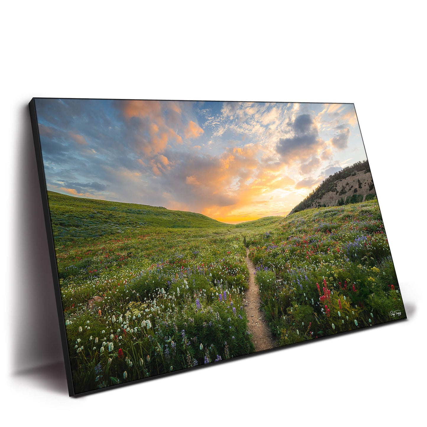 Wildflower Meadow