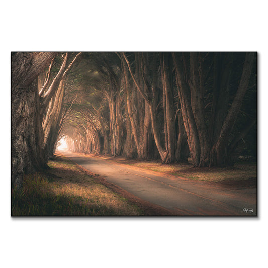 Tree Tunnel