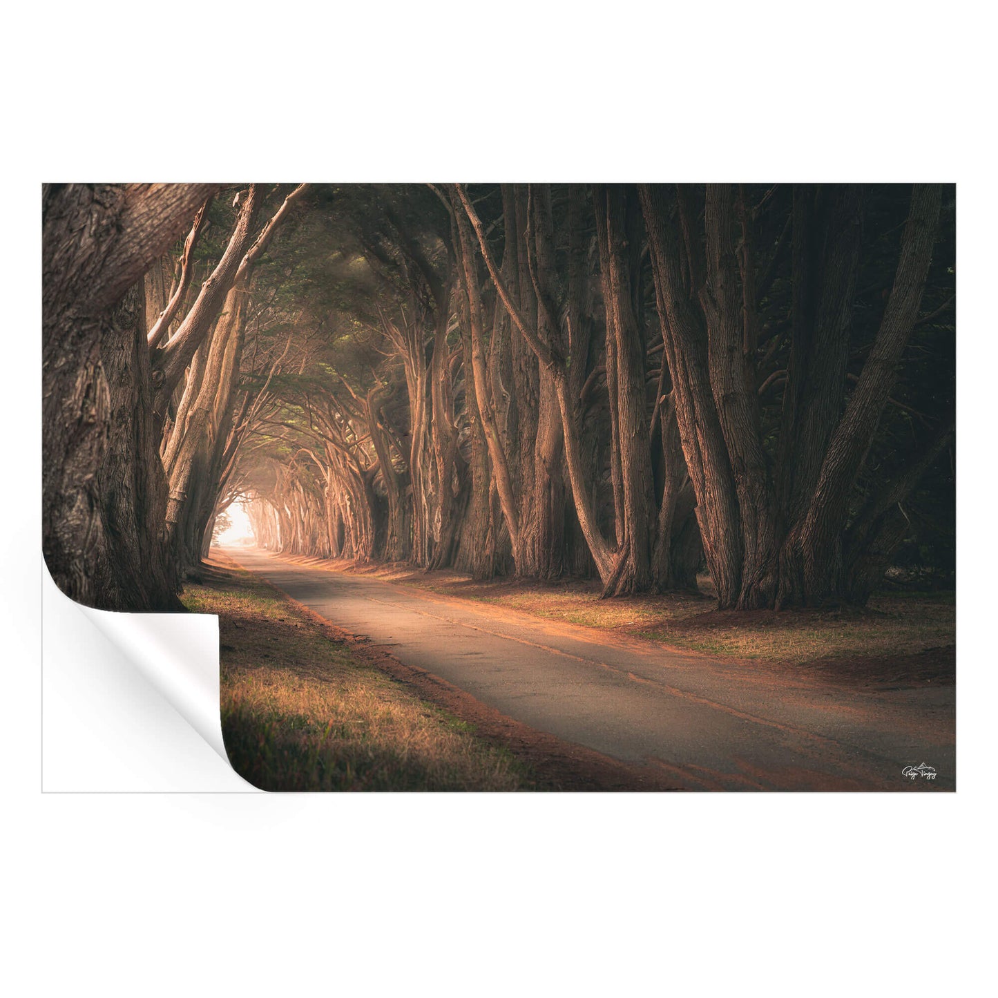 Tree Tunnel