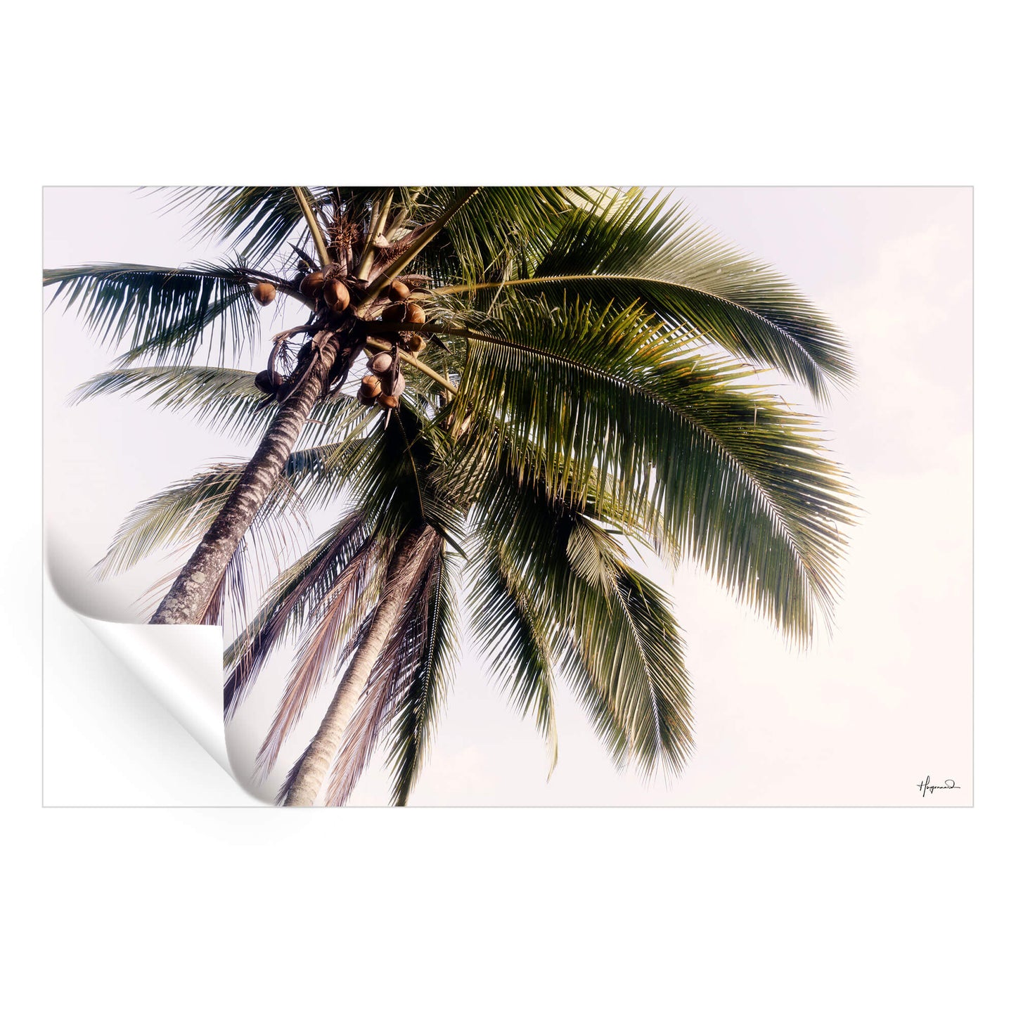 Tropical Palm Trees