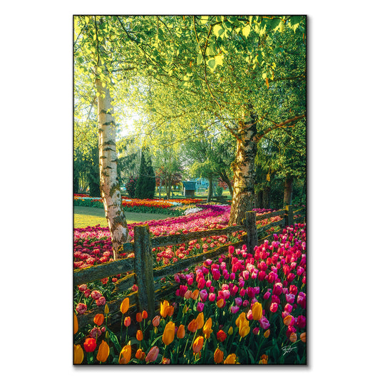 A Garden of Dreams
