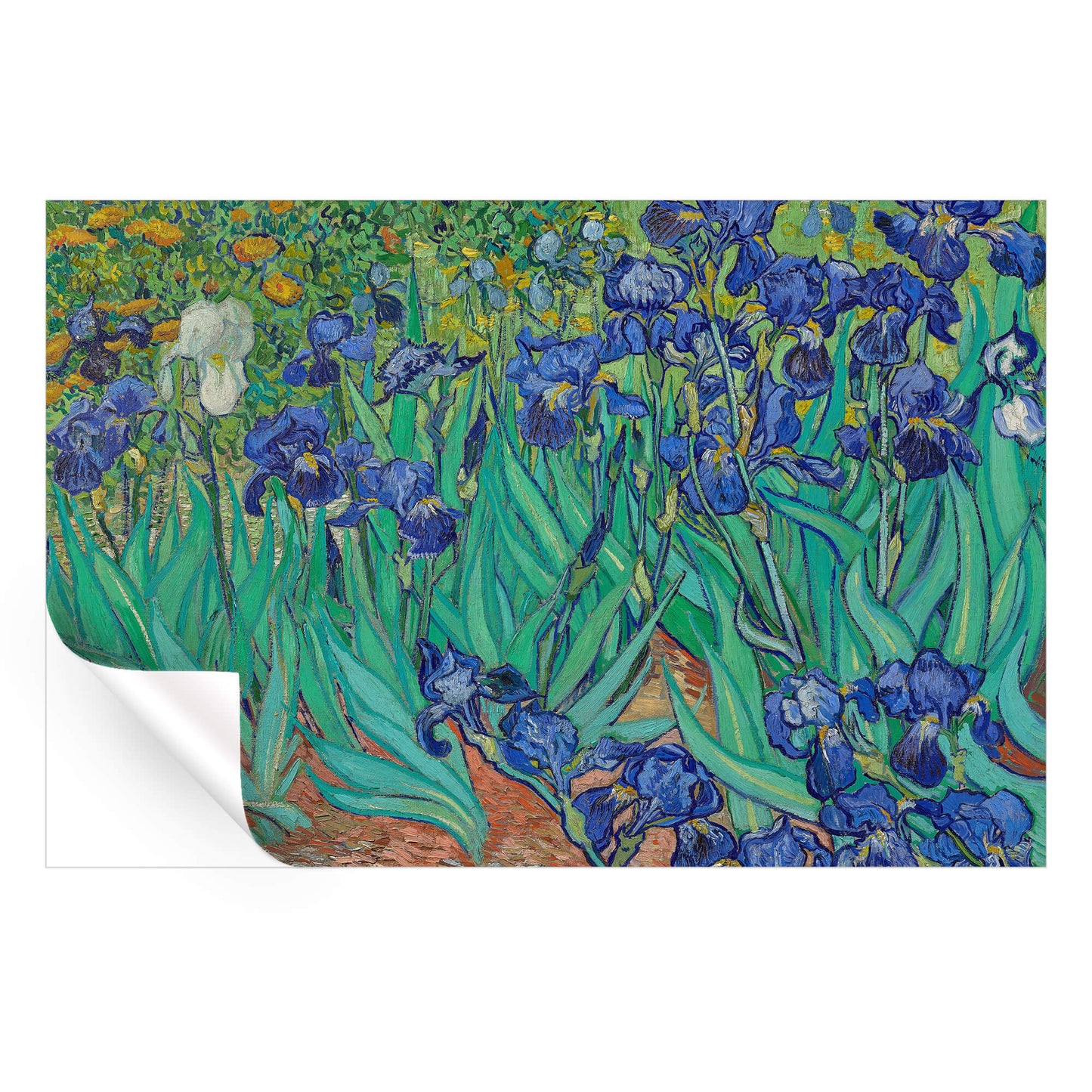 Field of Irises