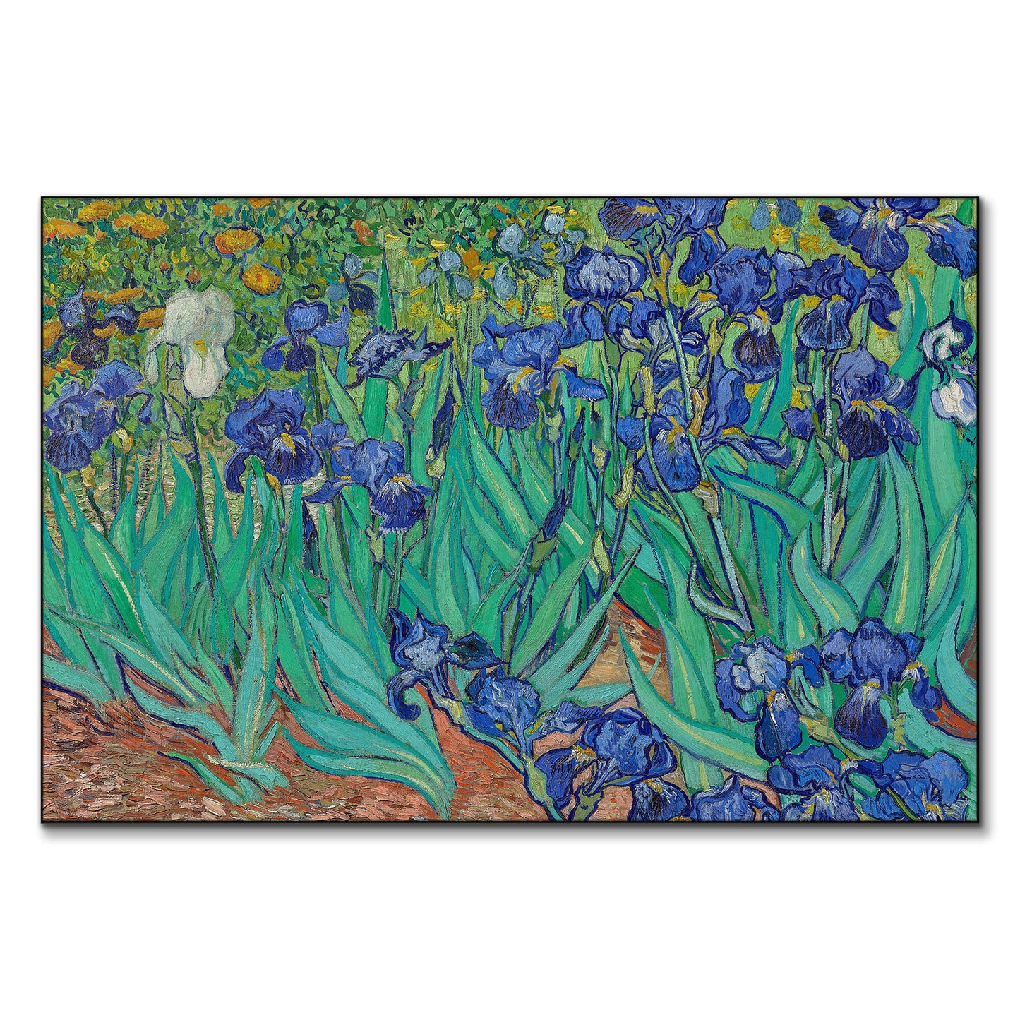Field of Irises