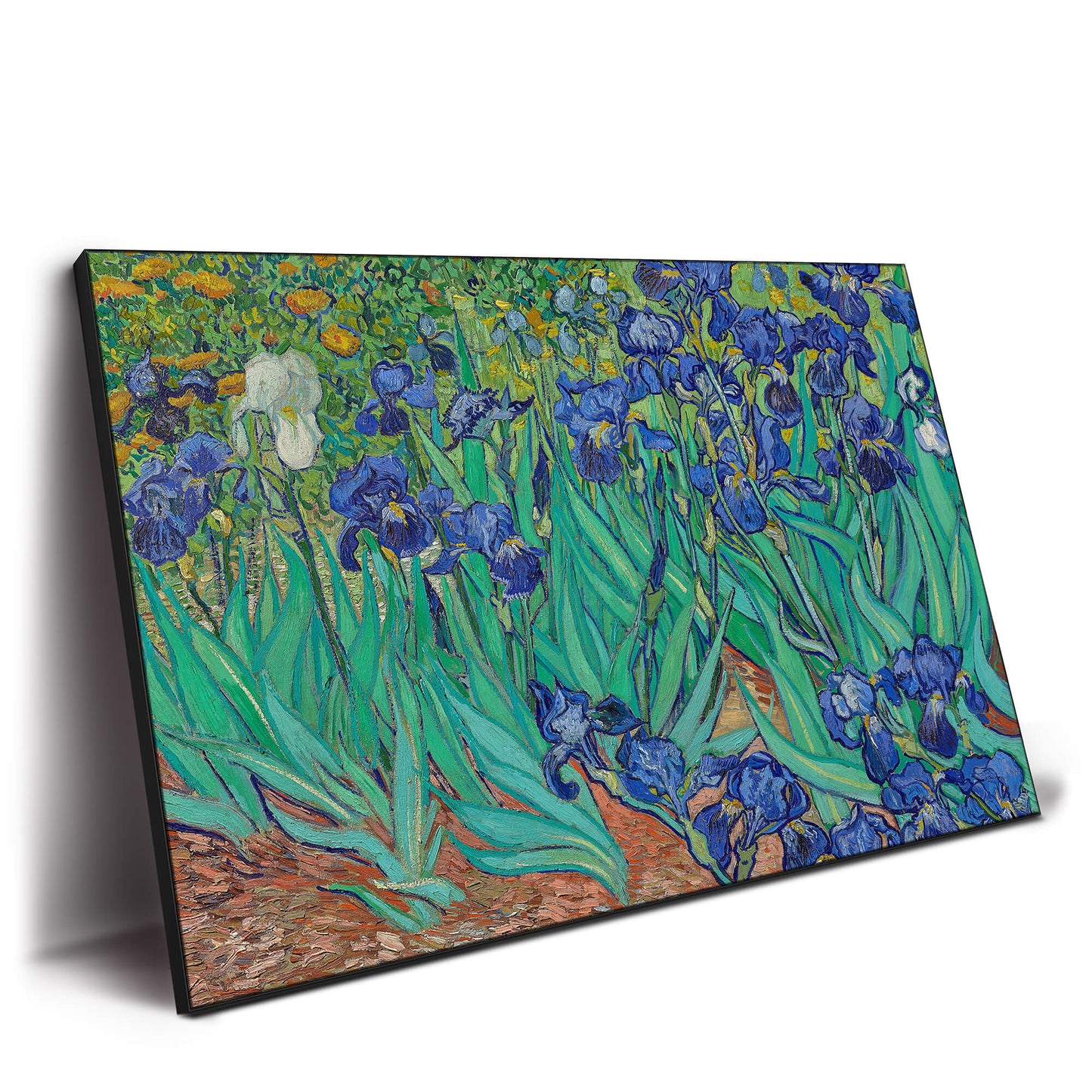 Field of Irises
