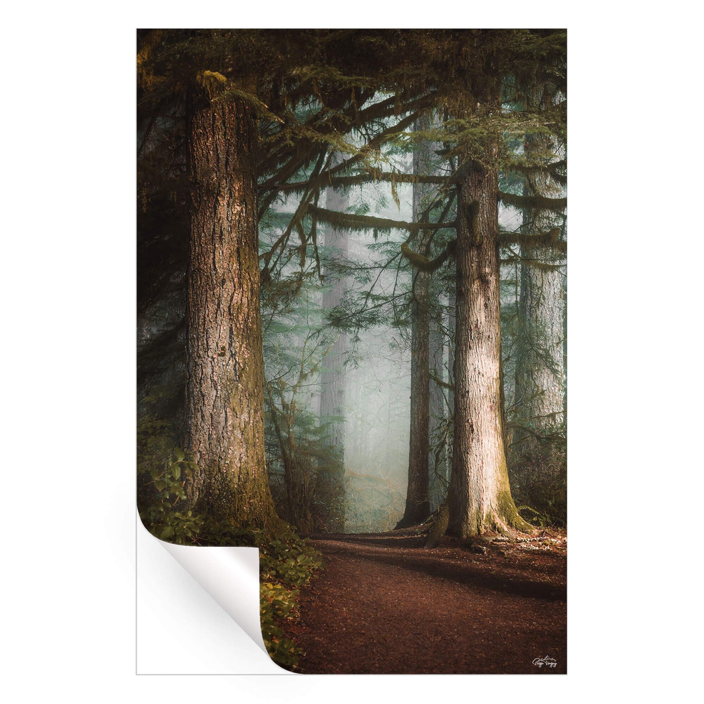 Walk in the Woods