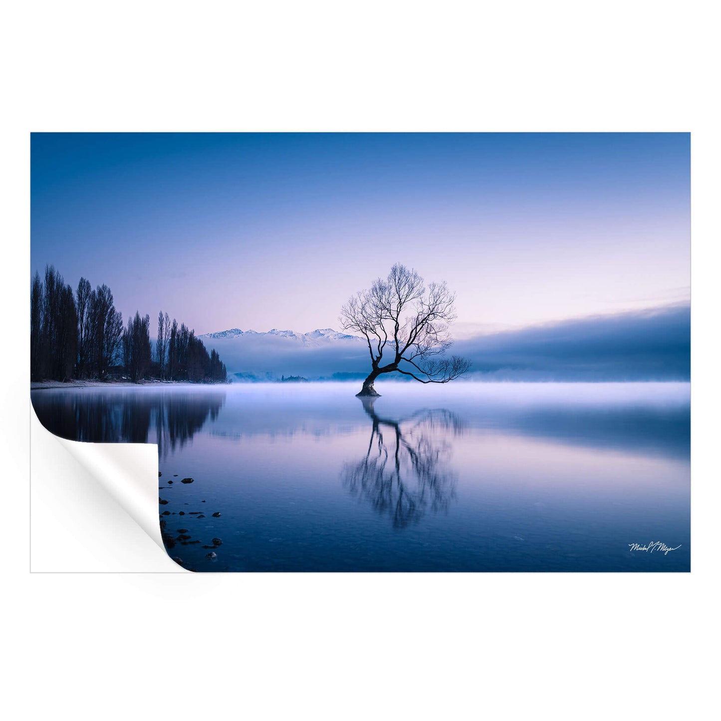 Wanaka Tree