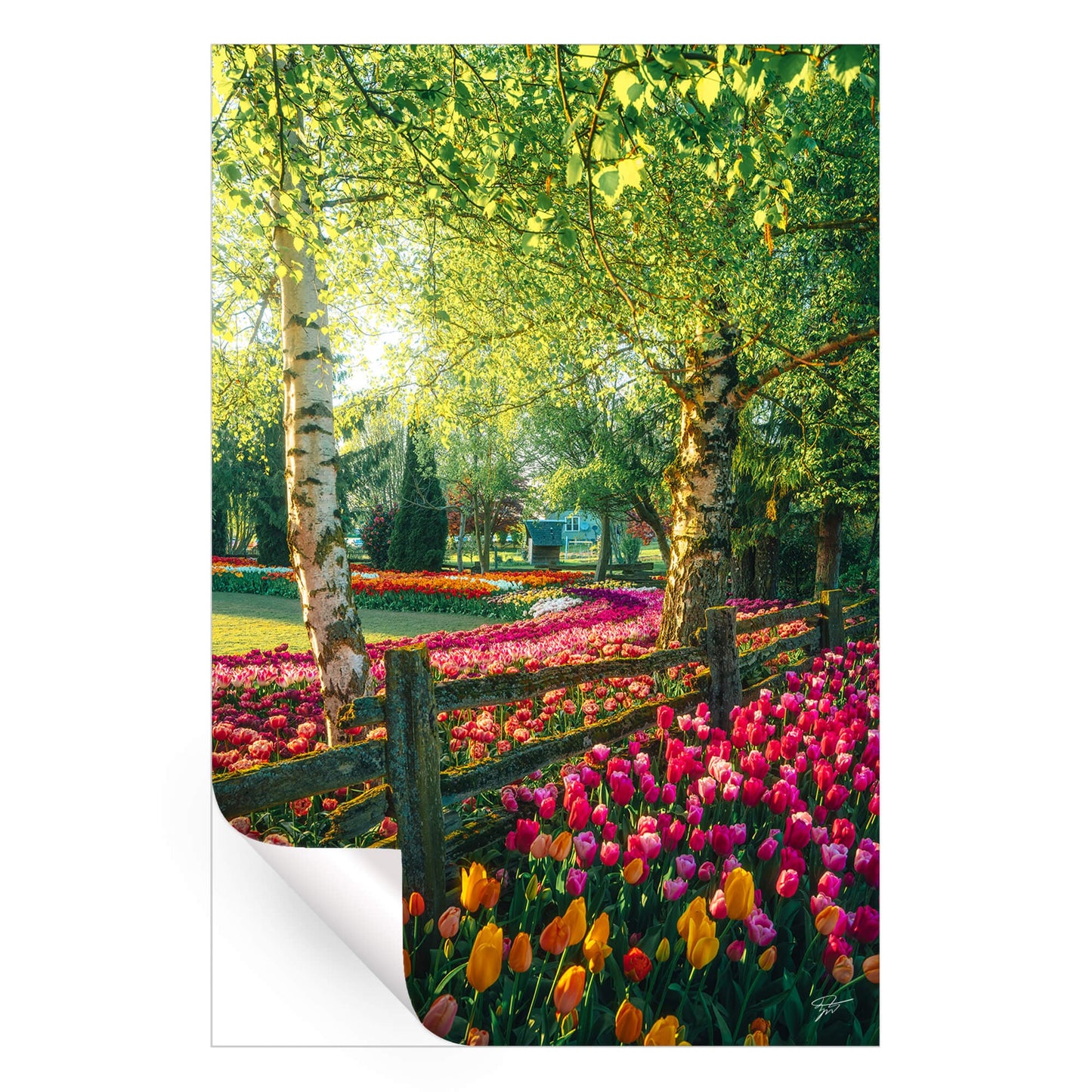 A Garden of Dreams