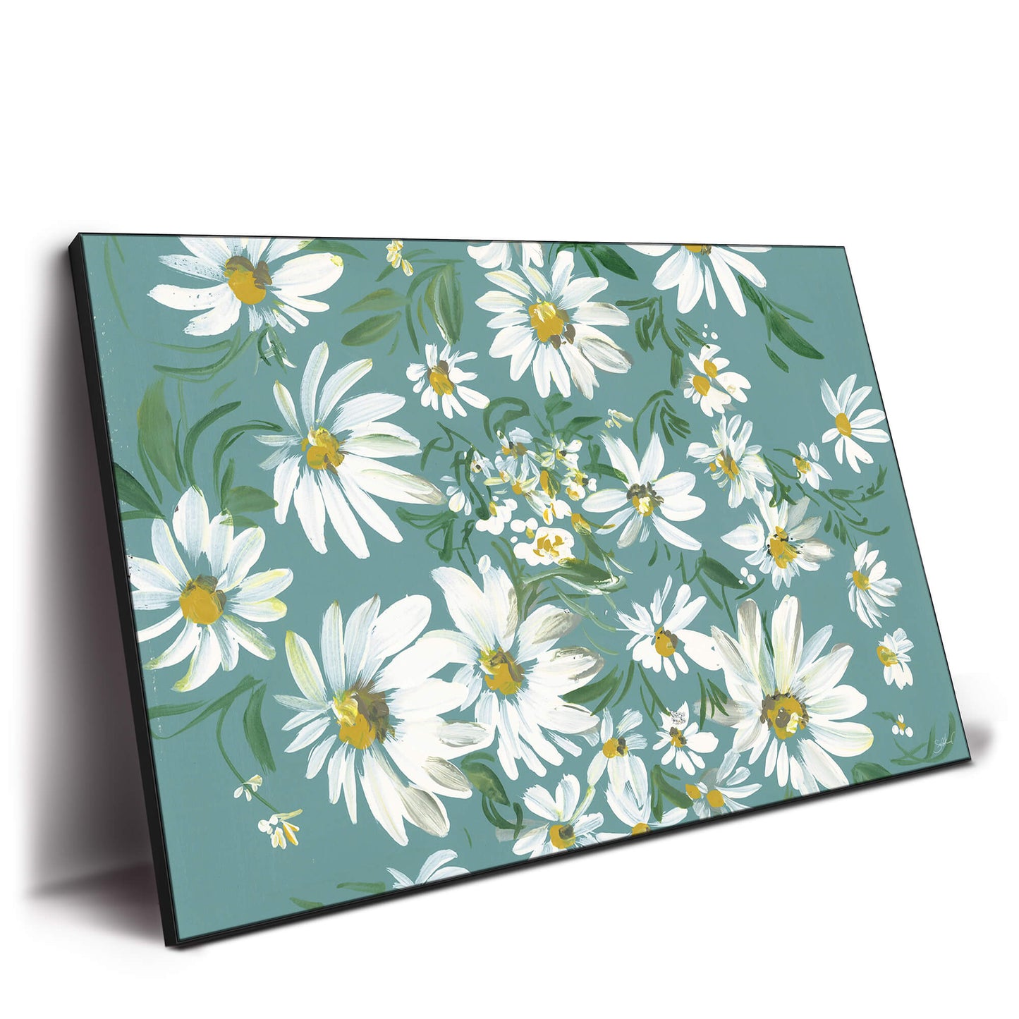 White daisies on a teal background, highlighting the simplicity and beauty of the flowers.
