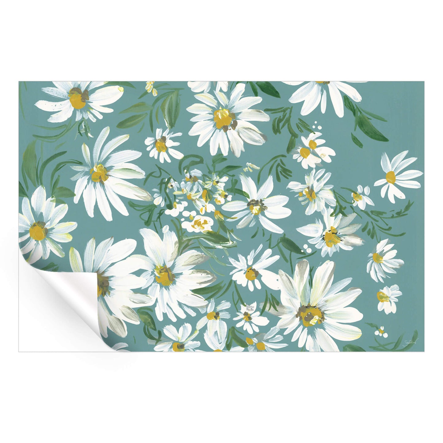 White daisies on a teal background, highlighting the simplicity and beauty of the flowers.