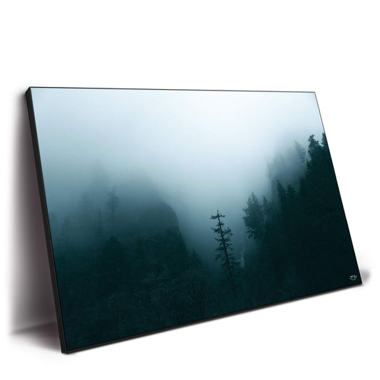 Winter Forest Fog