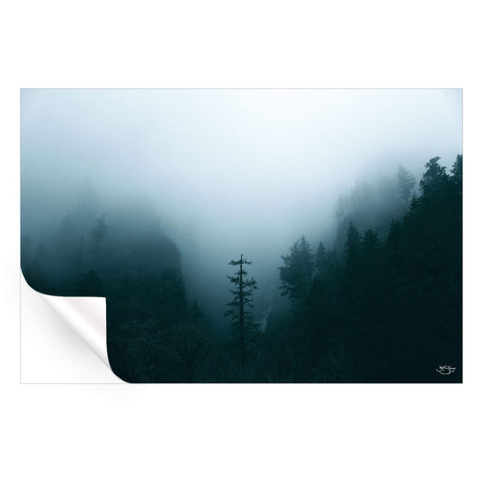 Winter Forest Fog