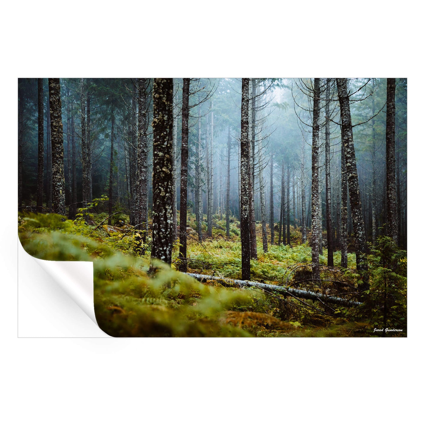 Wooded Escape