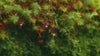 a three shot sequence in the deep forest. first a close up shot of a cluster of bright green moss wet with dew, then a wide shot of a hiker walking through the deep forest, then a wide shot of the hiker and a tall waterfall in the background. 