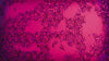 A close-up, abstract animation of dark, red-ringed hexagonal cell patterns clustering together over a vibrant, deep pink background with tiny flashing points of white light.
