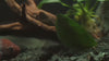 A close-up shot of a red and teal Betta fish swimming slowly over dark gravel substrate in a decorated home aquarium.