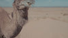 A close-up, mid-shot of a brown camel standing in a sandy desert under a blue sky, chewing on a piece of straw with a small orange tag visible on its ear.