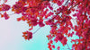 Vibrant pink blossoms hanging against a bright turquoise sky in a minimalist nature scene.