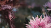 Soft-focus floral composition featuring pink flowers and rich organic textures in muted lighting.