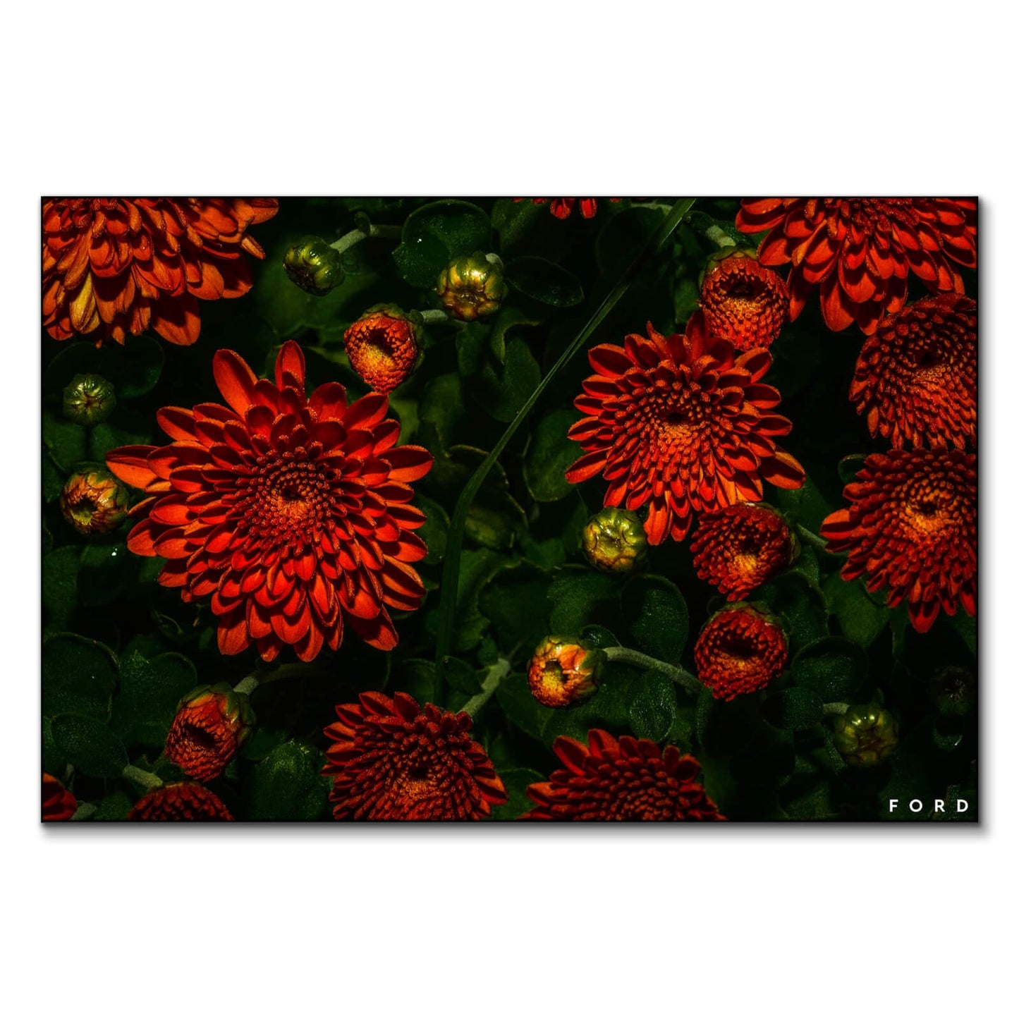 Moonlight Mums